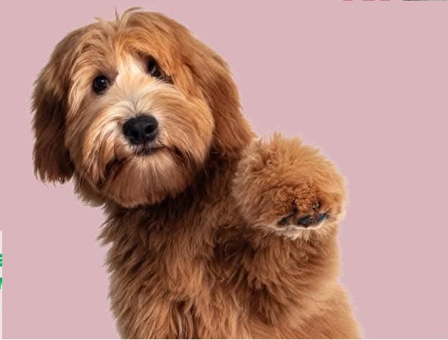 FERIA 2025: EXHIBICIÓN DE LA ASOCIACIÓN CANINA DEPORTIVA 